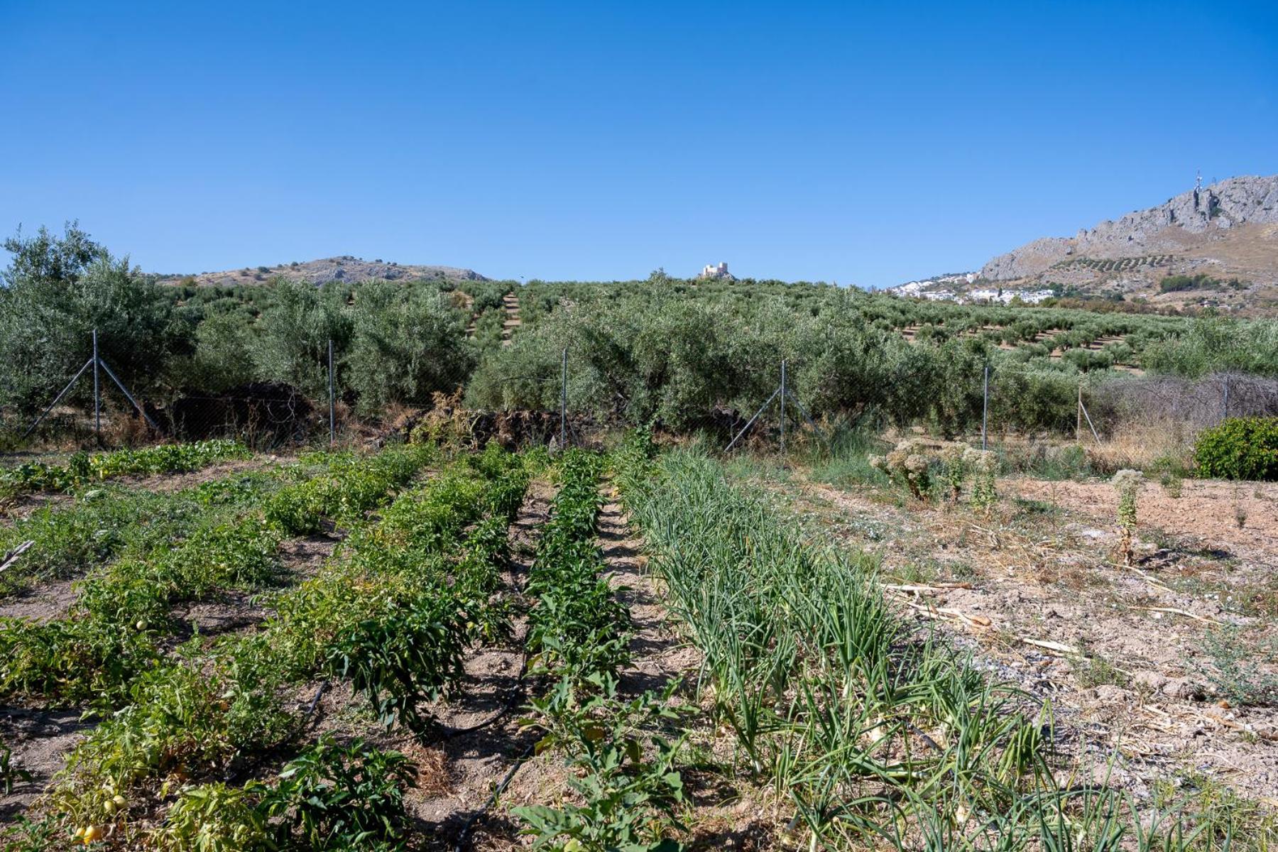 Agroturismo Ecologico El Cortijillo Luque エクステリア 写真